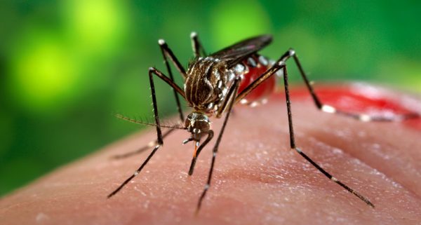 Advantagecare Physicians Healthnote Zika Virus Fact Vs Fiction The 4905